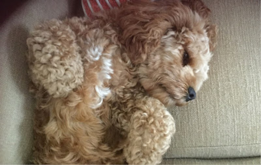 Meet your Posher, Sasha